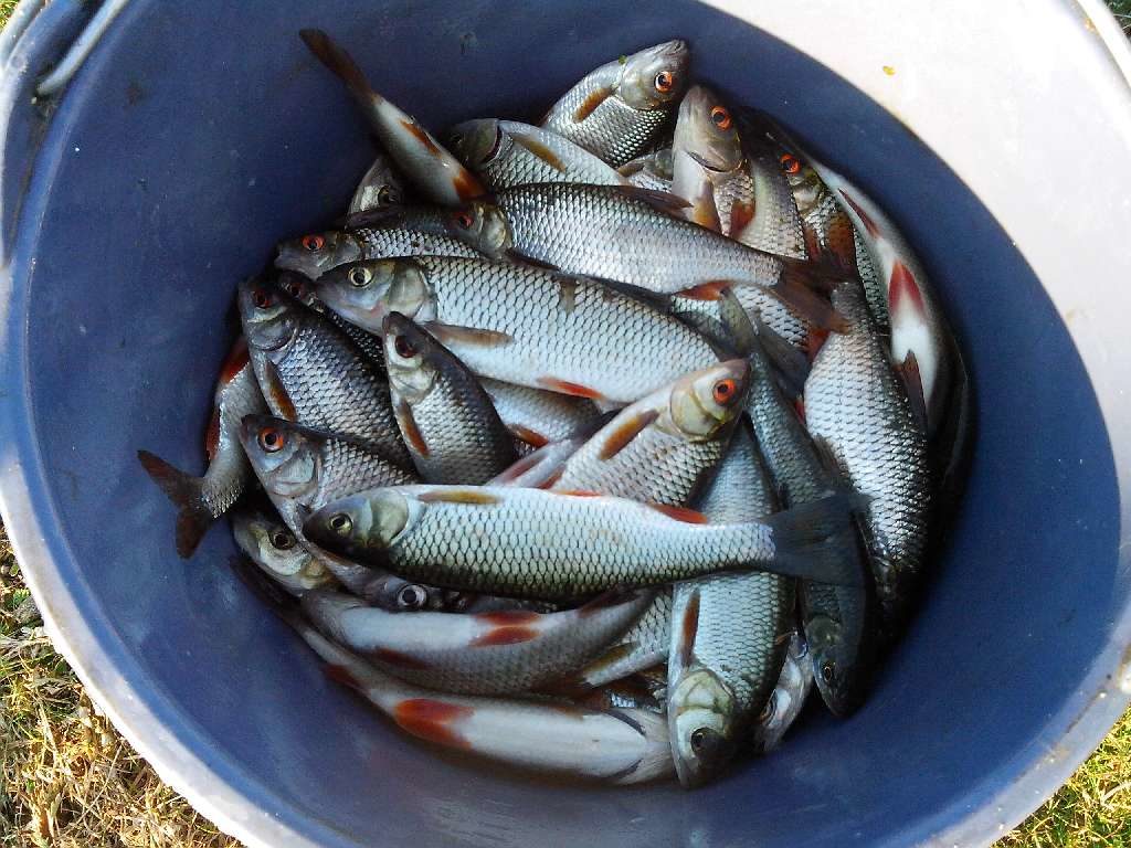 Рыболовный улов