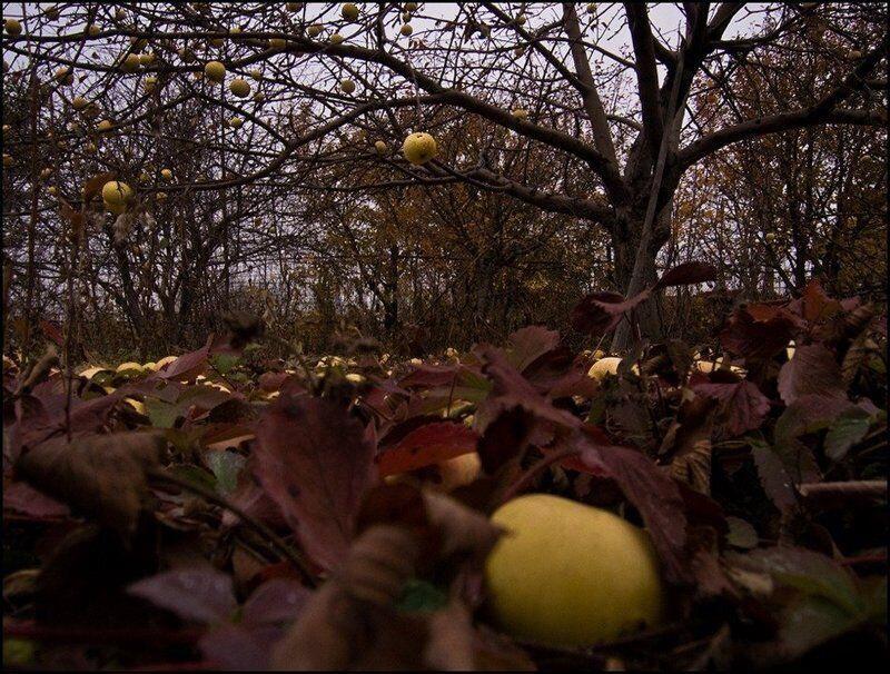 Осенний сад яблоки. Осенний Яблоневый сад. Сад поздней осенью. Заброшенный осенний сад. Яблоня осенью.