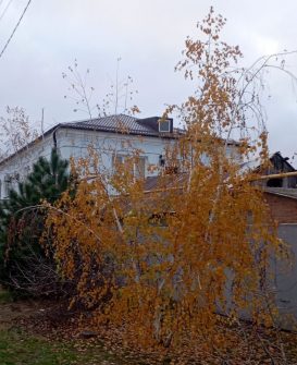 Погода, 24 ноября, село Дубовское, Ростовской области.